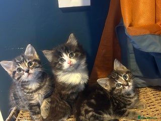 Mixed Breed cats Adorable Kittens - Socialised with Kids & Dogs - Advert 1