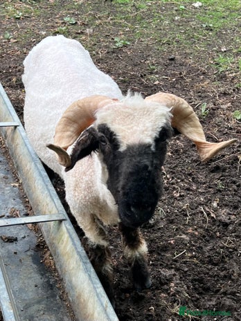 Sheep livestock in Heathfield - Advert 2