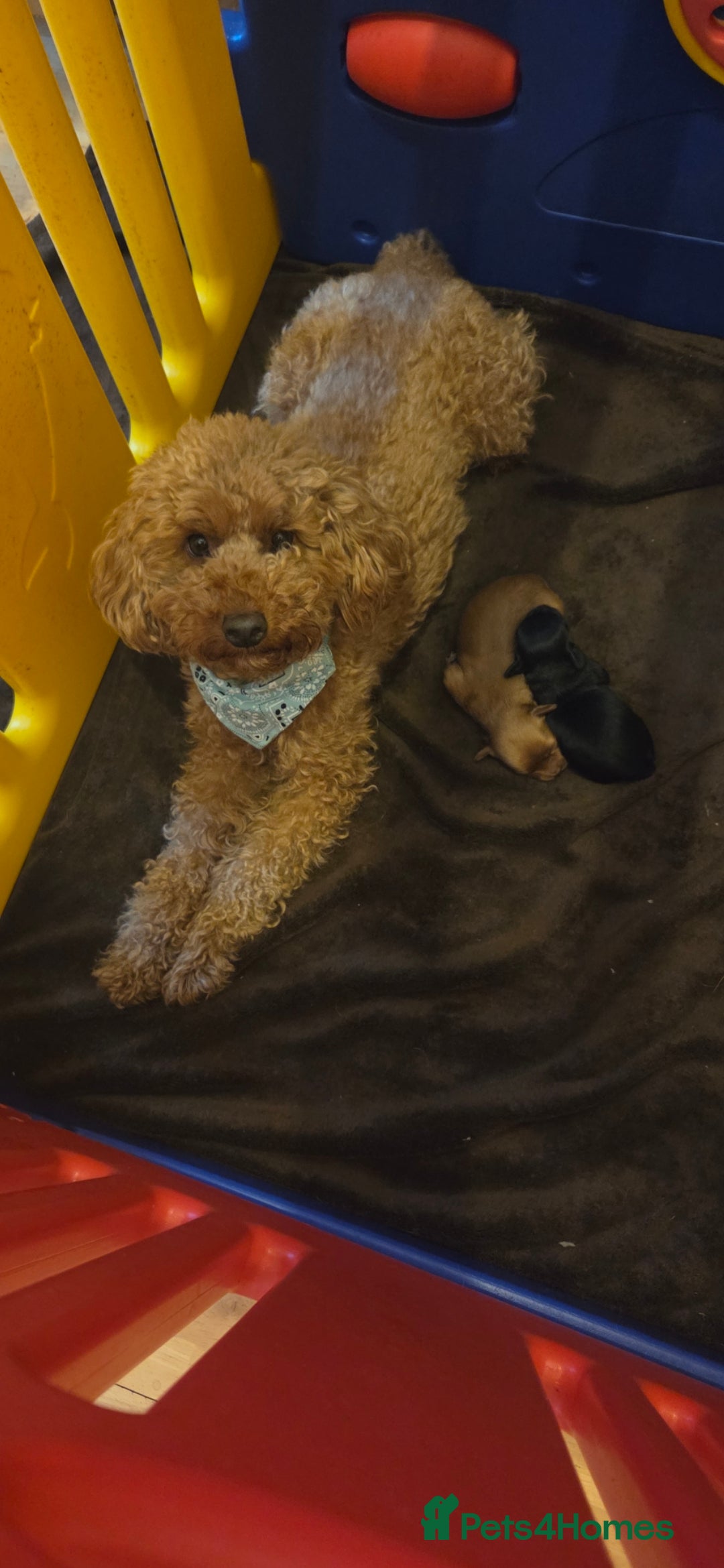 Cavapoo dogs for sale: Toy Cavapoo F1b puppy's for sale - Image 8