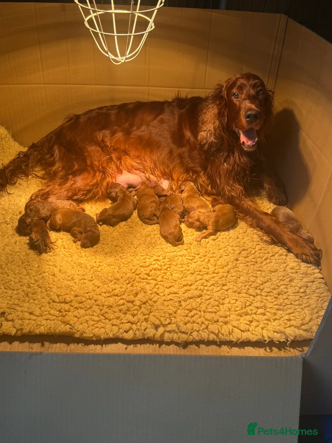 Irish Doodle dogs for sale: Stunning medium Irish doodles  - Advert 2