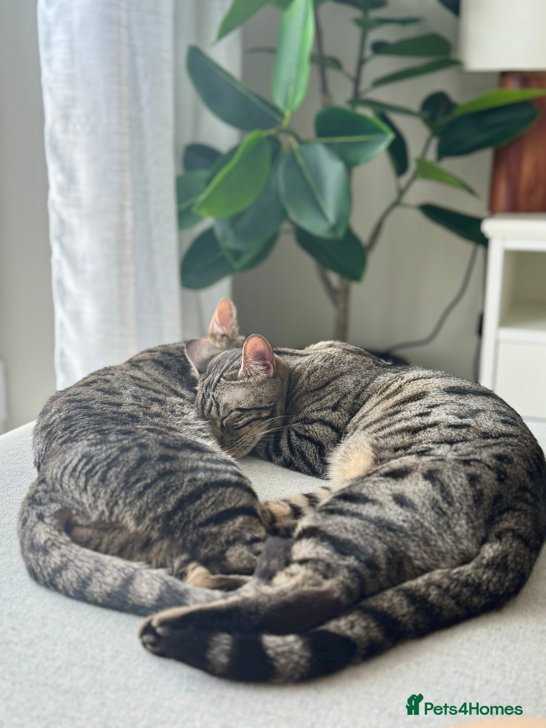 Bengal cats for sale: FREE X2 Bengal Female Sister Cats - 1 years old. - Image 4