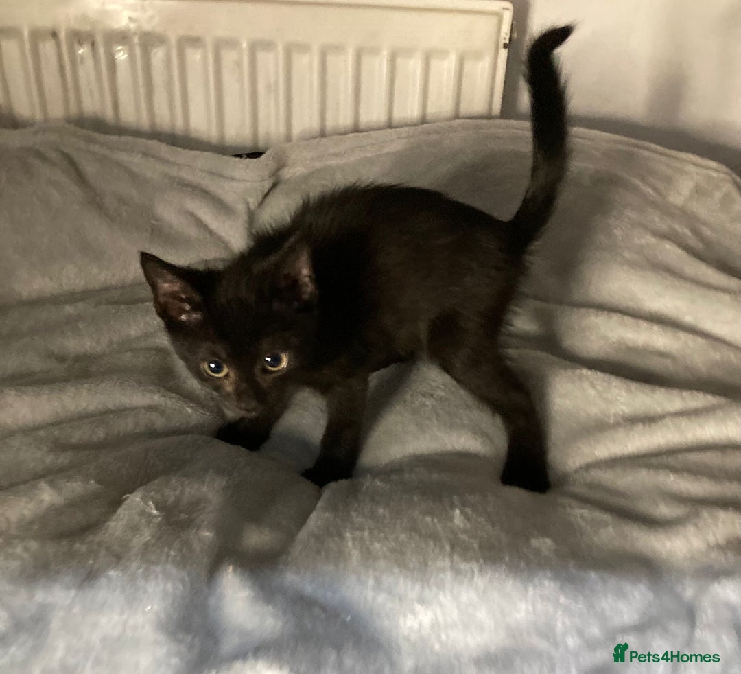Mixed Breed cats for sale: Semi long hair and ginger kittens - Image 10