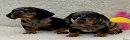 Dachshund dogs for sale: Gorgeous miniature dachshund puppies  - Advert 20