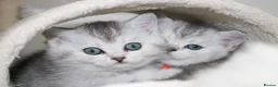 British Shorthair cats for sale: Rare Silver British Shorthair Chinchilla Kittens in Wishaw - Advert 7