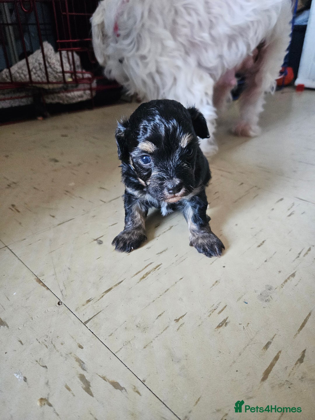 Maltipoo dogs for sale: Beautiful Maltipoo puppies  - Advert 2