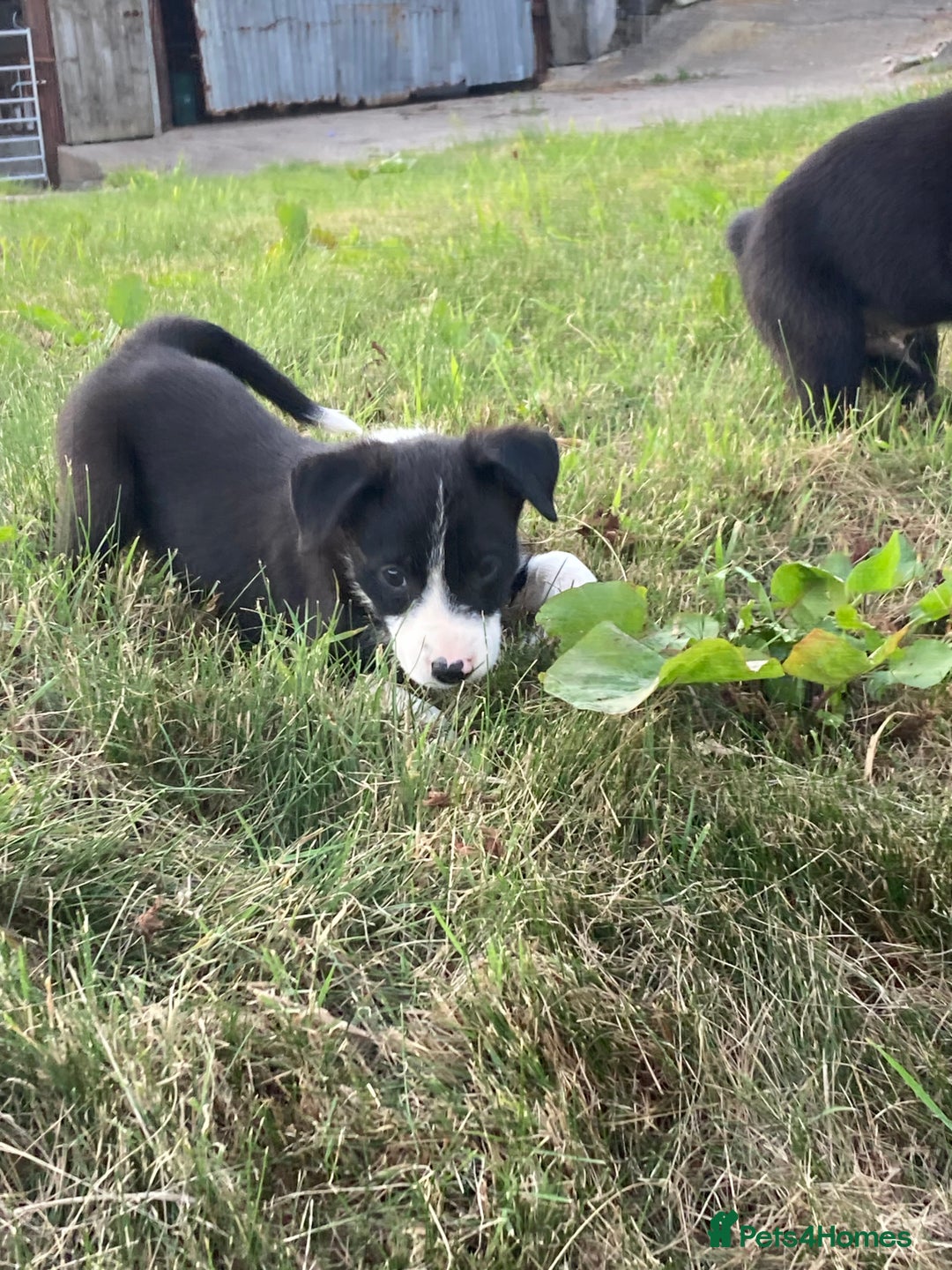 Border Collie dogs for sale: Playful puppies  - Image 10