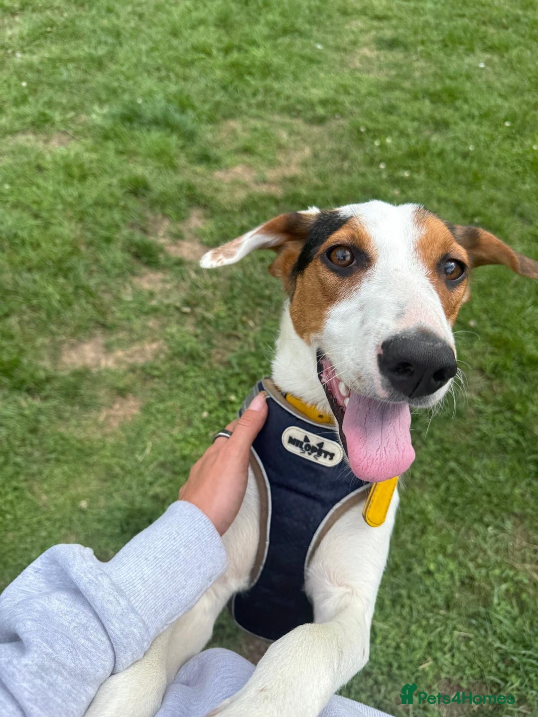 Foxhound dogs for adoption: Hugo – The Puppy Who Survived the Silence - Image 9