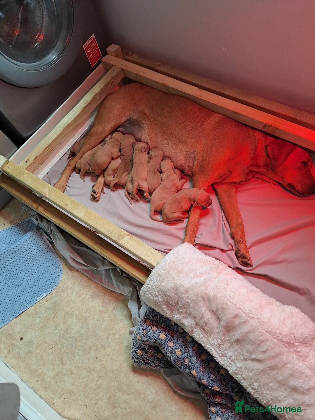 Labrador Retriever dogs for sale: Labrador puppies  - Advert 3