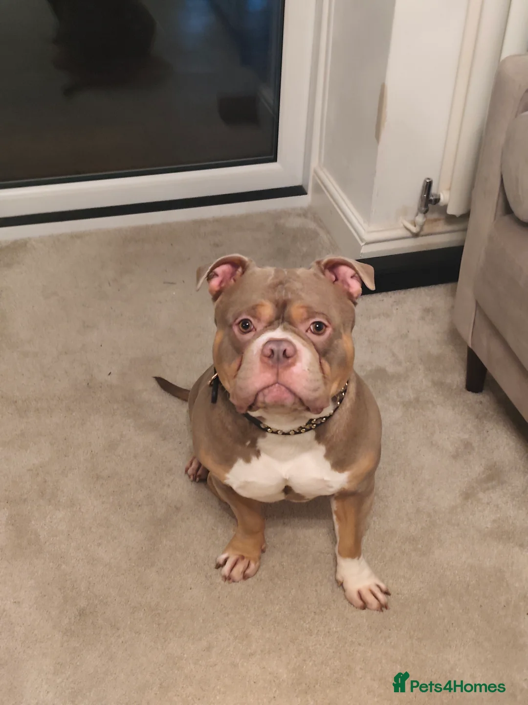 American Bully dogs for stud: Marlo - Advert 1