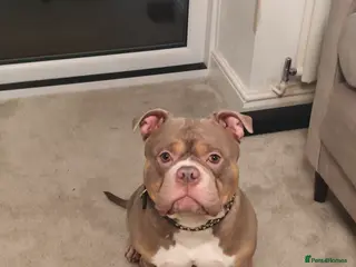 American Bully dogs Marlo - Advert 1