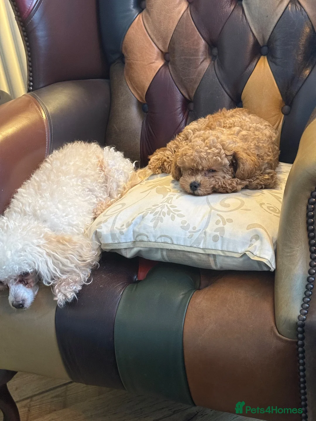 Toy Poodle dogs for sale: Toy poodle little girl (KC registered ) - Advert 2