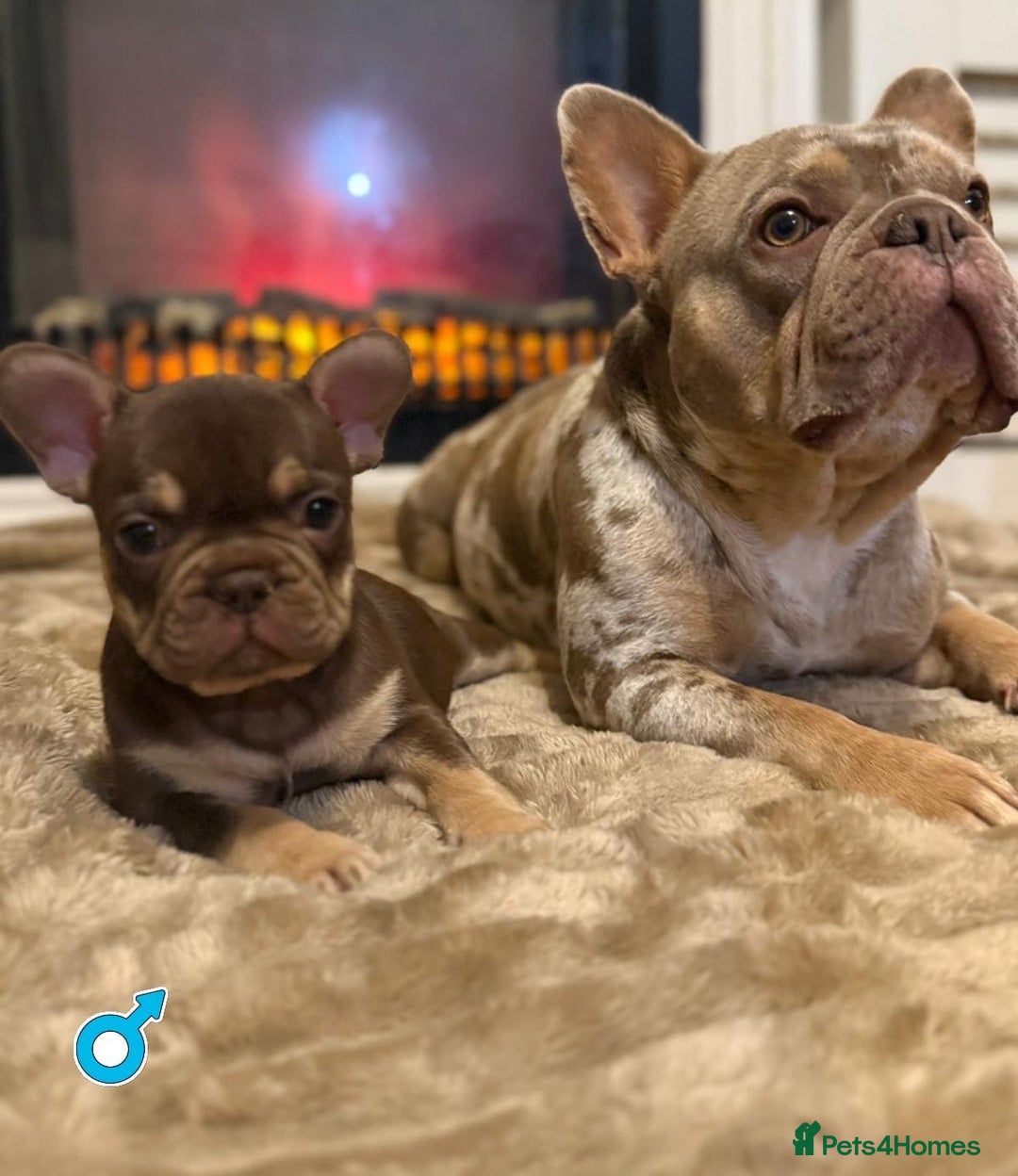 French Bulldog dogs for sale: Rojo and Isabella Merle Pups - Image 11