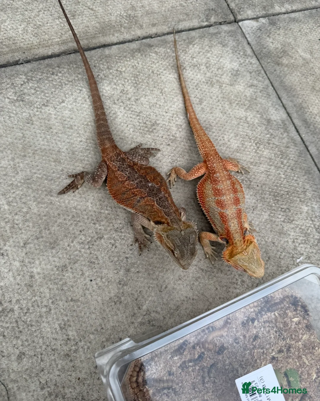 Bearded Dragon reptiles for sale: Bearded Dragon - Advert 4