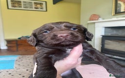 Sprocker dogs for sale: Gorgeous F1 health tested Sprockers  - Advert 16