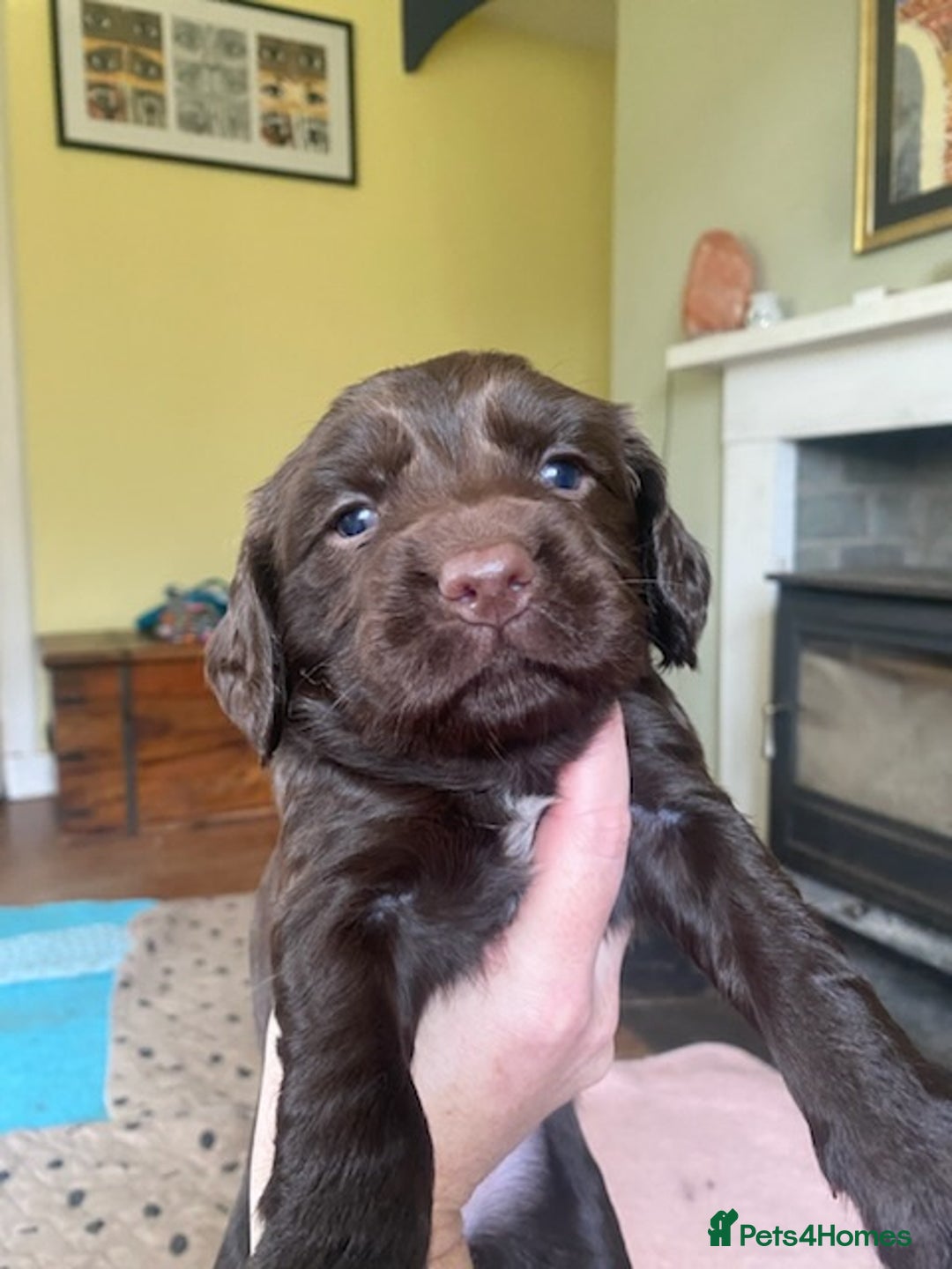 Sprocker dogs for sale: Gorgeous F1 health tested Sprockers  - Advert 16