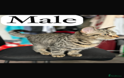 Persian cats for sale: Persian x British shorthair kittens (3 months old) - Image 3