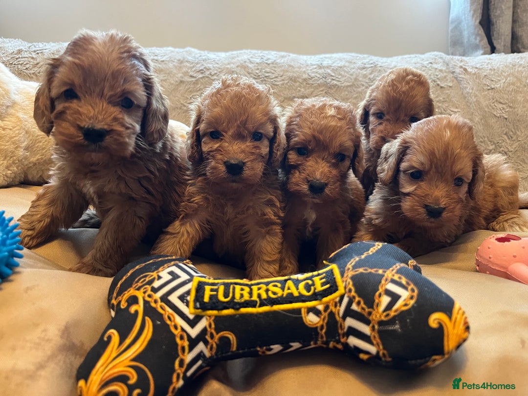 Cockapoo dogs for sale: F1 cockapoo puppies- Health test clear  - Image 29