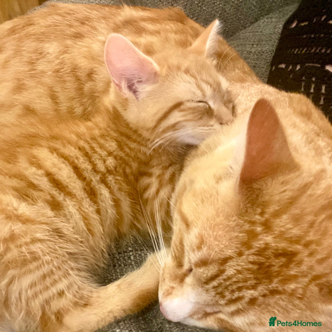 Mixed Breed cats for sale: Last kitten - Ginger Tabby Female - Image 5