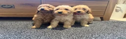 Labradoodle dogs for sale: Stunning miniature multigen labradoodle puppies - Advert 13