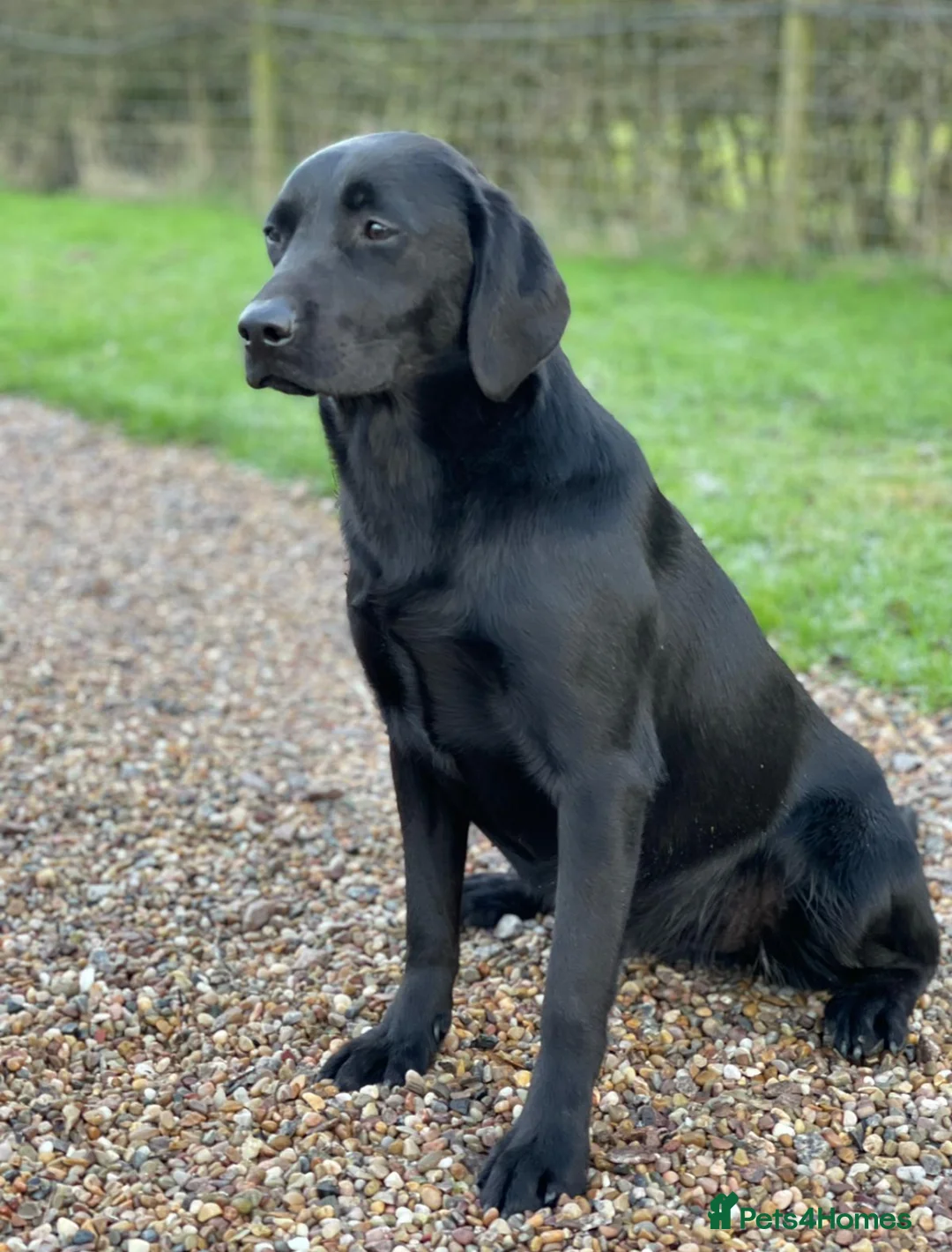 Labrador Retriever dogs for sale: KC Reg Labrador Retriever Puppies Health Tested in Melton Mowbray - Advert 12