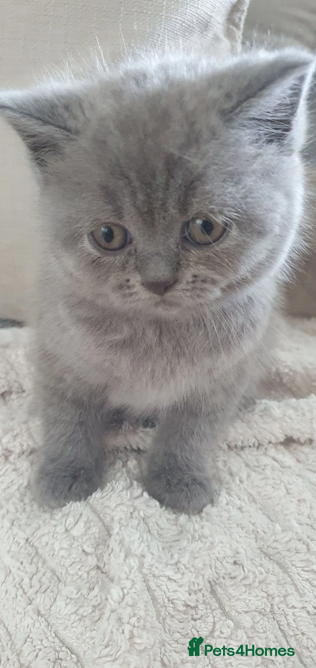 British Shorthair cats for sale: Cuddly British Shorthairs - Advert 2