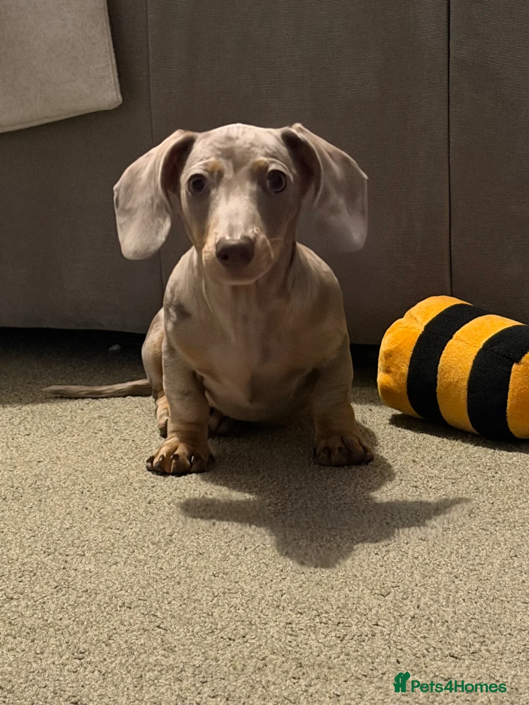 Miniature Dachshund dogs for sale: Mini dachshund  in Folkestone - Advert 1