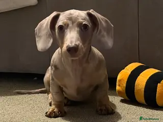 Miniature Dachshund dogs Mini dachshund - Advert 1