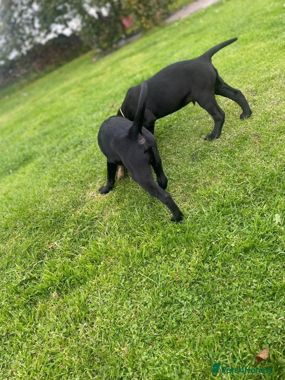 Labrador Retriever dogs for sale: Labrador pups  - Advert 11