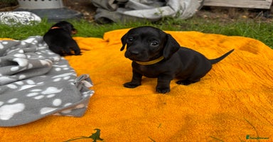 Miniature Dachshund dogs Miniature dachshund puppies 🐾 - Advert 4