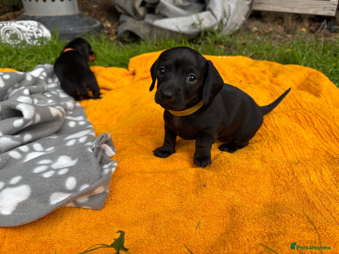 Miniature Dachshund dogs for sale: Miniature dachshund puppies 🐾 - Advert 2