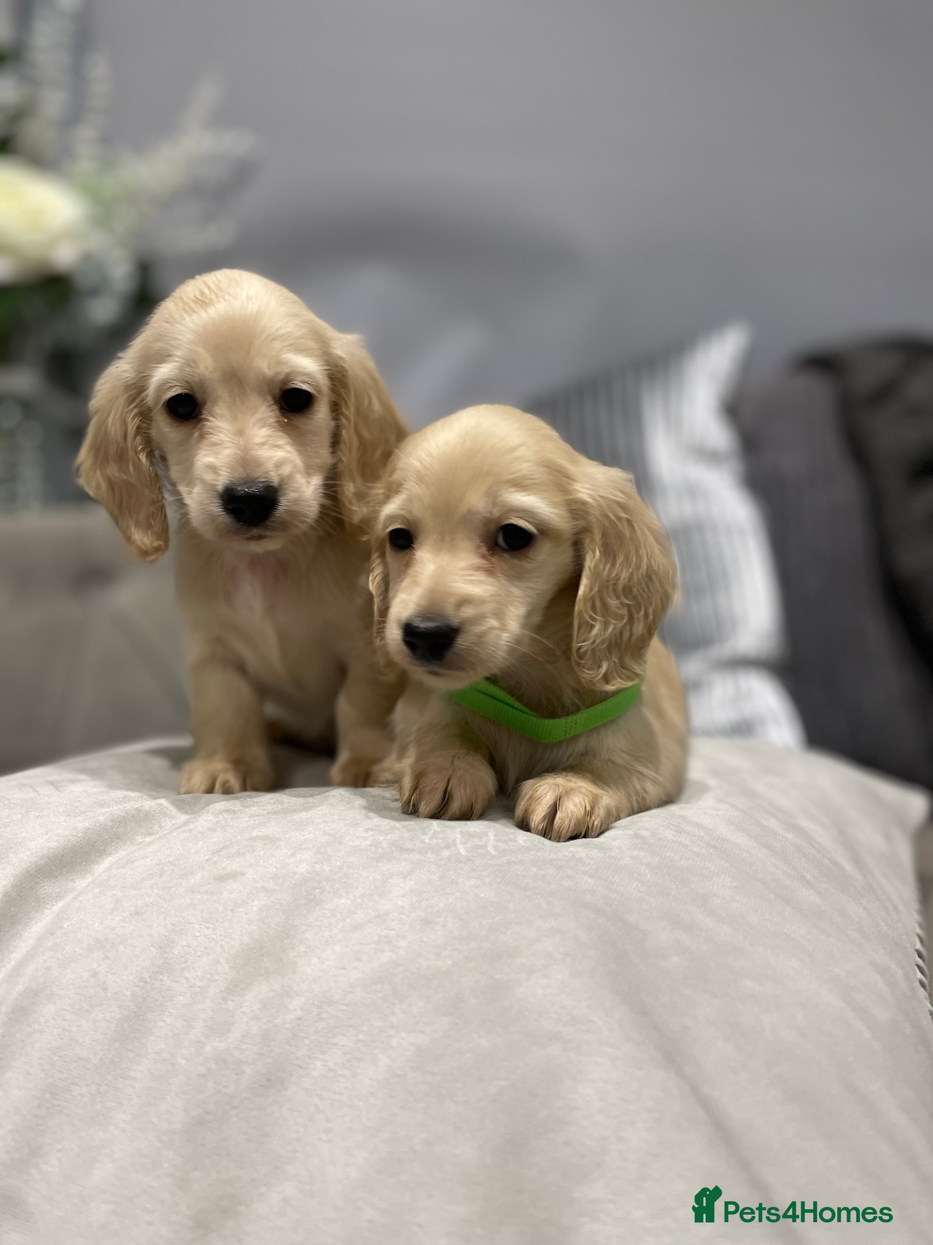 Miniature Dachshund dogs English cream miniature long-haired dachshunds - Advert 6