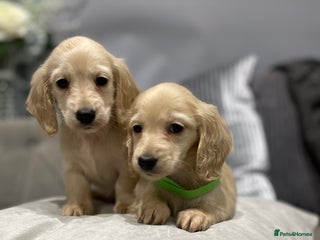 Miniature Dachshund dogs English cream miniature long-haired dachshunds - Advert 6