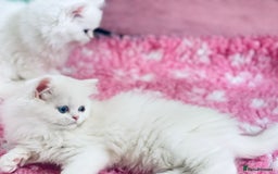Persian cats for sale: Pure White Persian Girls BLUE EYES & full hearing - Image 20