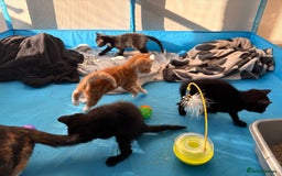 British Shorthair cats for sale: 4 kittens for sale - Image 2