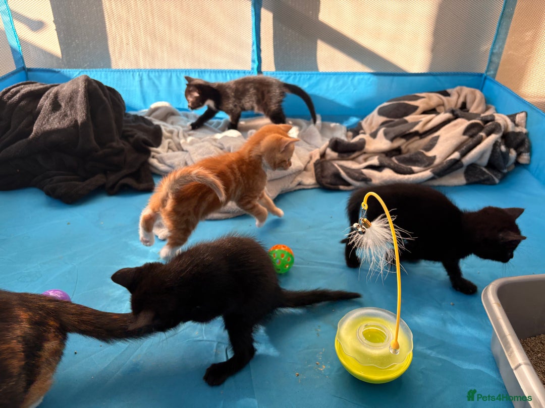 British Shorthair cats for sale: 4 kittens for sale - Image 2
