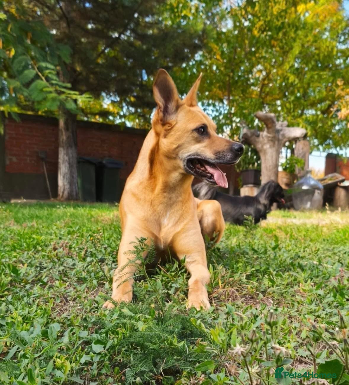 Mixed Breed dogs Zuca! - Advert 1