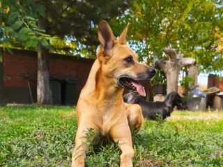 Mixed Breed dogs Zuca! - Advert 10