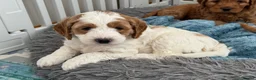 Australian Labradoodle dogs for sale: Stunning Australian Labradoodle Pups - Advert 9