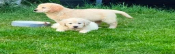 Golden Retriever dogs for sale: GOLDEN RETREIVER PUPPIES - Advert 18