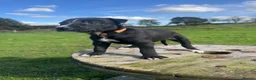 Lurcher dogs for sale: Beautiful Lurchers puppies  - Advert 6