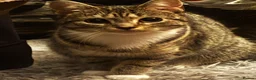 Mixed Breed cats for sale: kittens for sale  - Advert 10