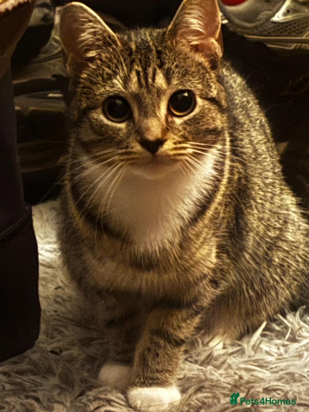 Mixed Breed cats for sale: kittens for sale  - Advert 10