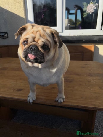Pug dogs in Bridgwater - Advert 8