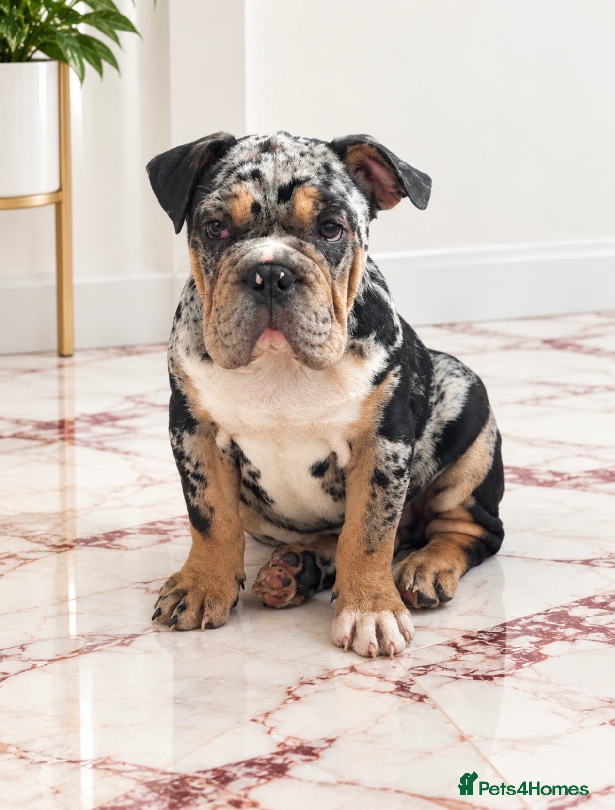 English Bulldog dogs English bulldog - Advert 12