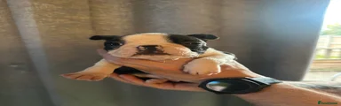 Boston Terrier Puppy 1 SOLD