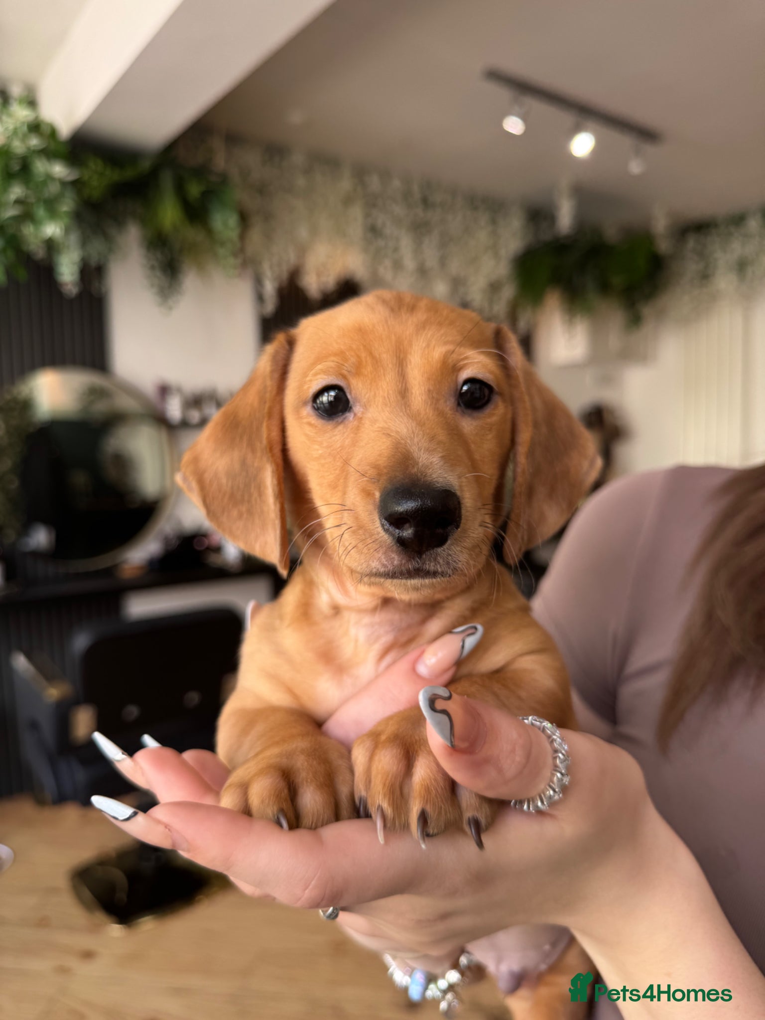 Miniature Dachshund dogs Last one available! Smooth haired red boy £1300 - Advert 2