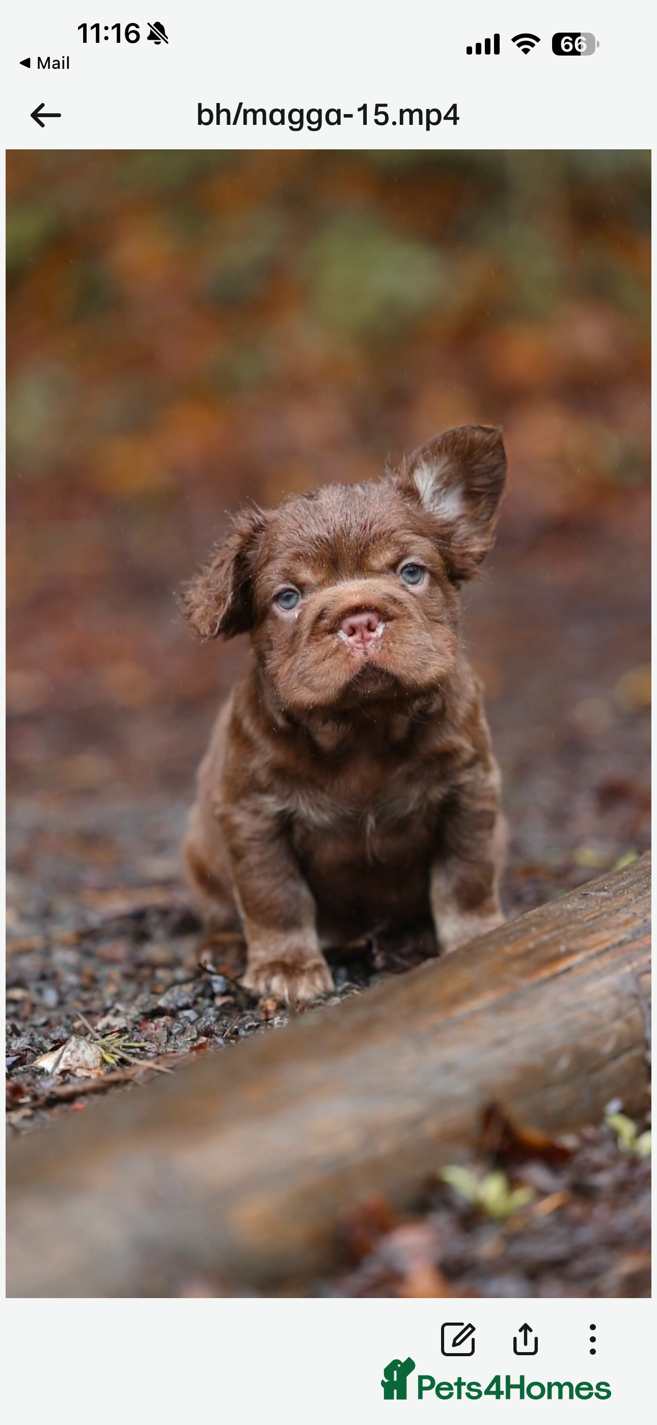 French Bulldog dogs Chocolate fluffy delights  in Llanelli - Advert 1