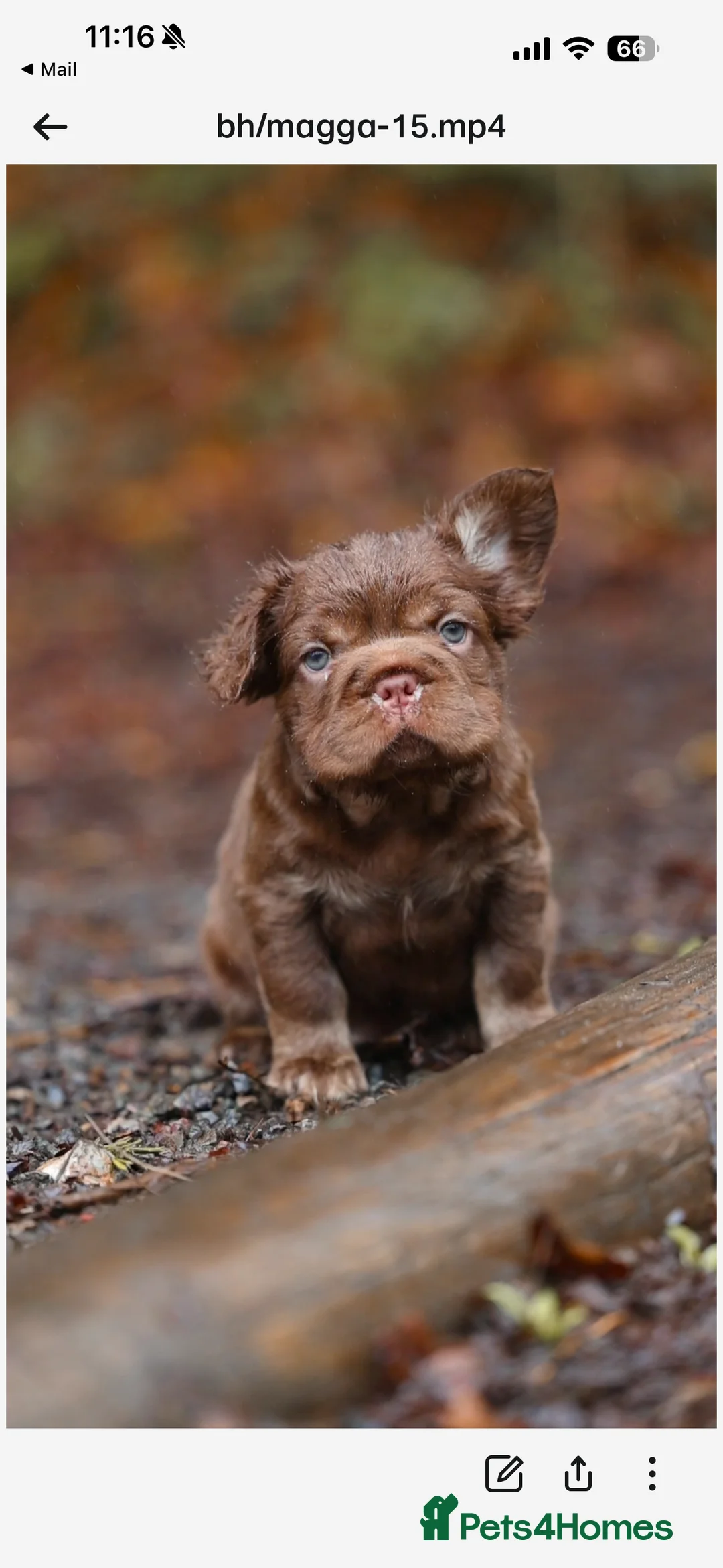 French Bulldog dogs for sale: Chocolate fluffy delights  in Llanelli - Advert 1