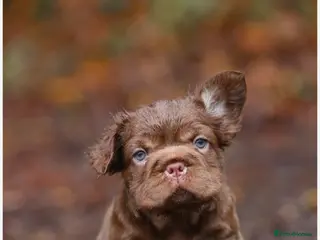 French Bulldog dogs Chocolate fluffy delights in Llanelli - Advert 1