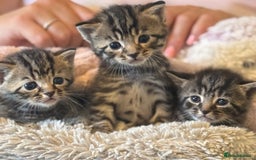 Mixed Breed cats for sale: Kittens looking for forever home  - Image 10